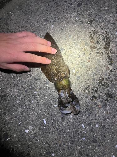 イカの釣果