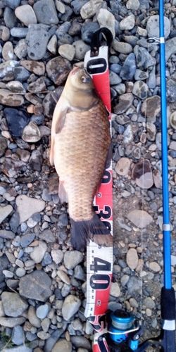 ギンブナの釣果