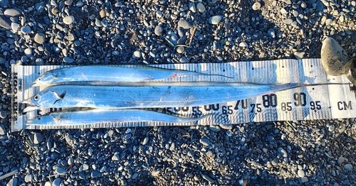 タチウオの釣果