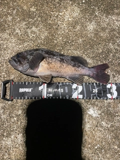 クロソイの釣果