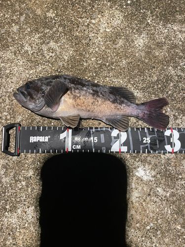 クロソイの釣果