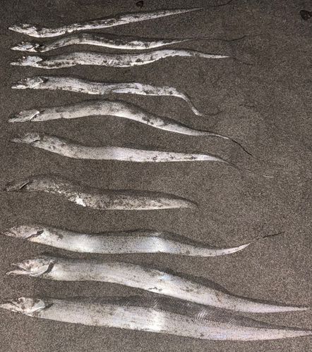 タチウオの釣果