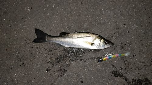 東京湾（アクアライン以北）