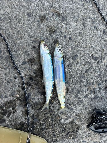 イワシの釣果