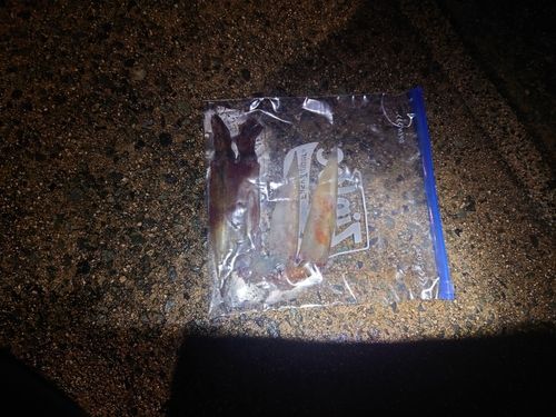 ヤリイカの釣果