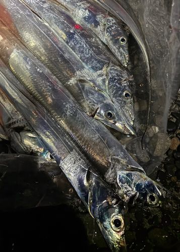 タチウオの釣果