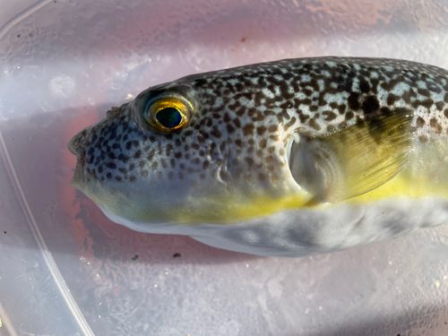 ショウサイフグの釣果
