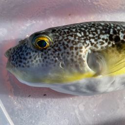 ショウサイフグ