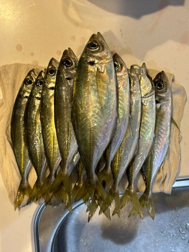 アジの釣果