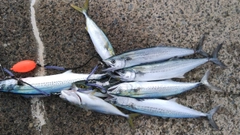 サゴシの釣果