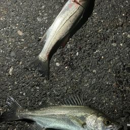 セイゴ（マルスズキ）