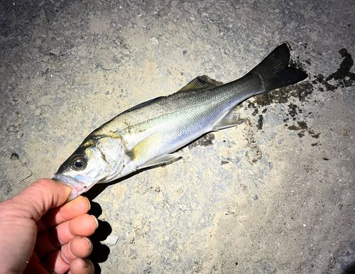 セイゴ（マルスズキ）の釣果