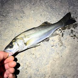 セイゴ（マルスズキ）