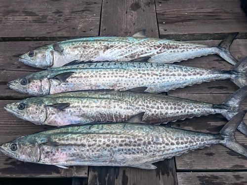 サワラの釣果