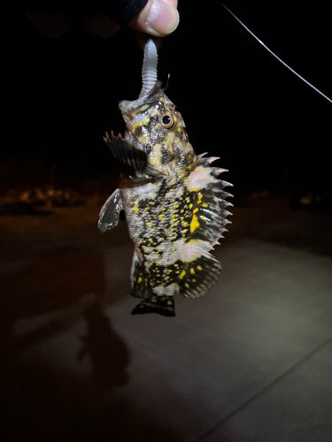 オウゴンムラソイの釣果