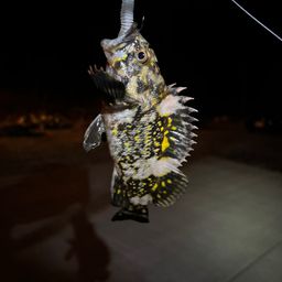 オウゴンムラソイ