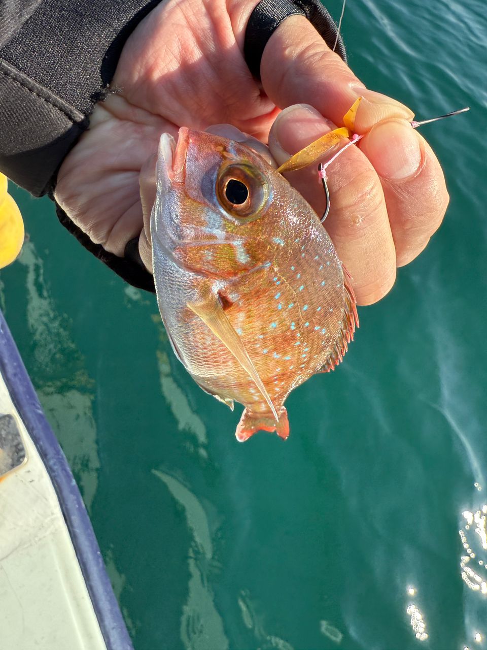 k1mrwoooonderさんの釣果 1枚目の画像