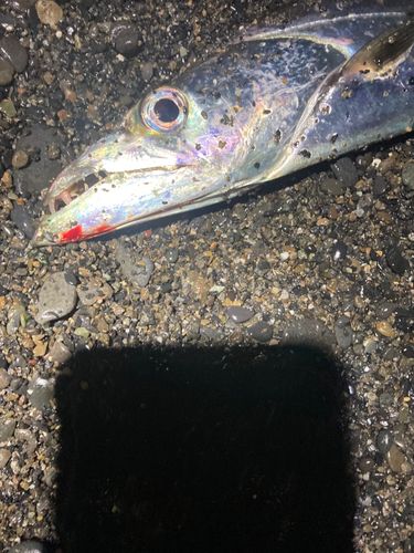 タチウオの釣果