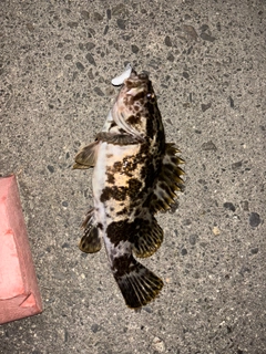 ベッコウゾイの釣果