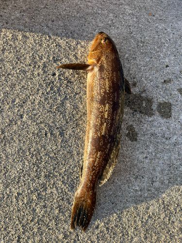 アイナメの釣果