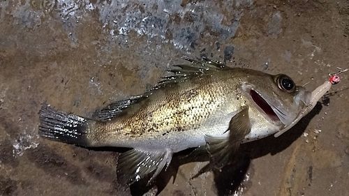 シロメバルの釣果