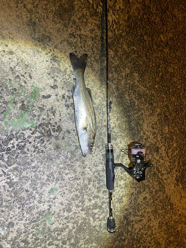 セイゴ（マルスズキ）の釣果