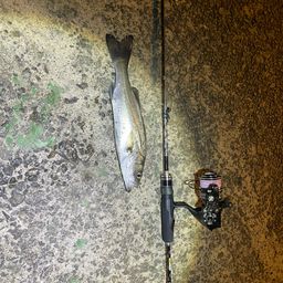 セイゴ（マルスズキ）