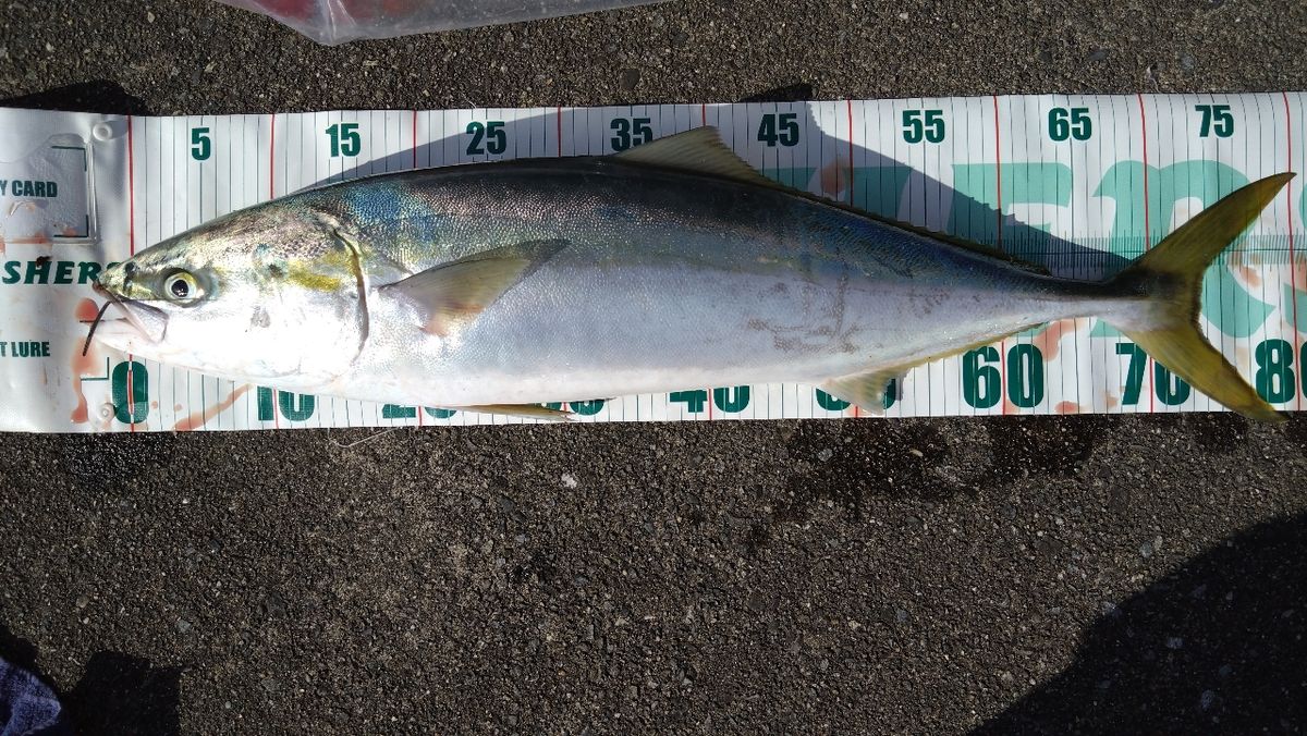 ウメバチさんの釣果 1枚目の画像