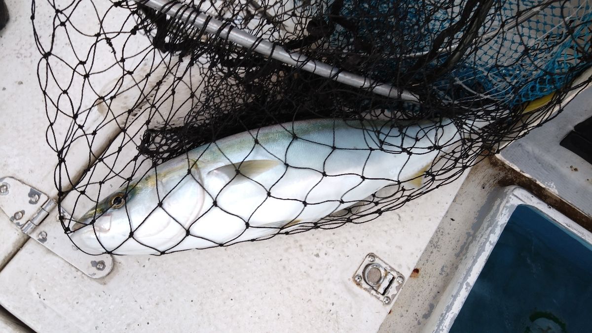 ウメバチさんの釣果 2枚目の画像