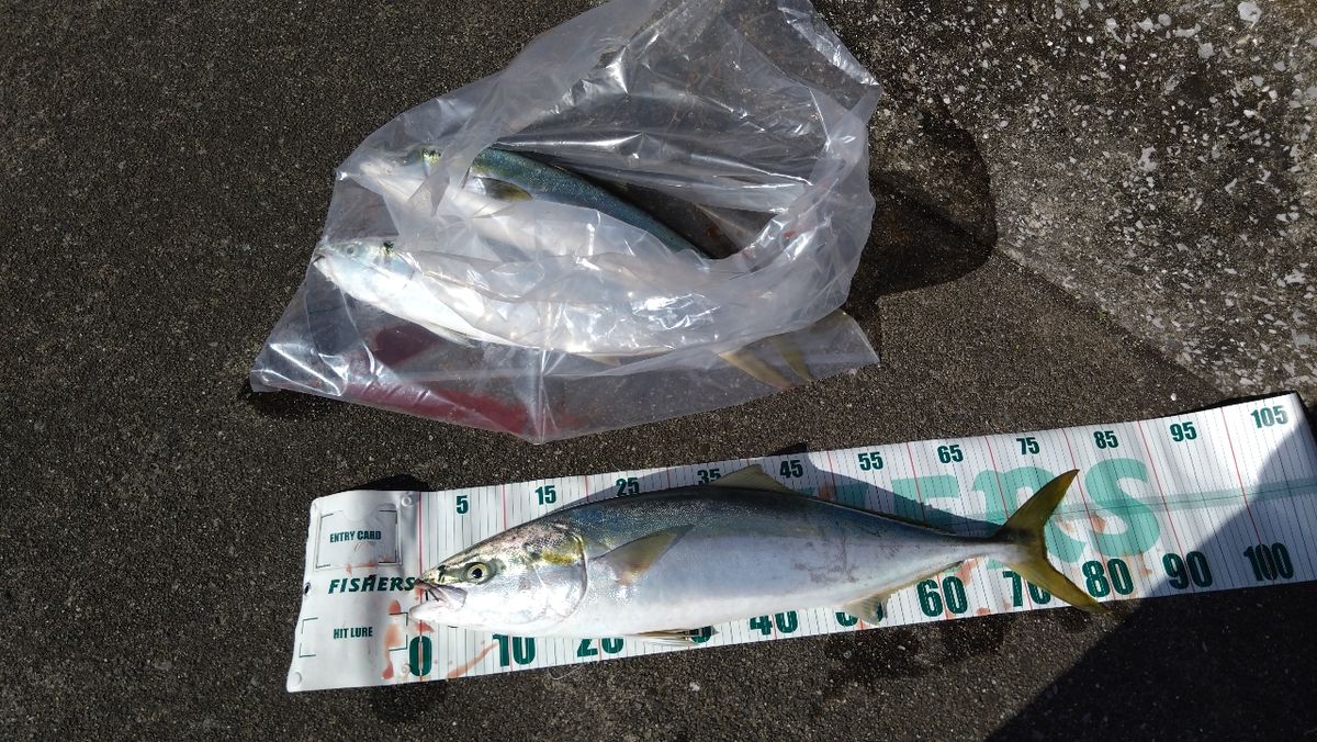 ウメバチさんの釣果 3枚目の画像