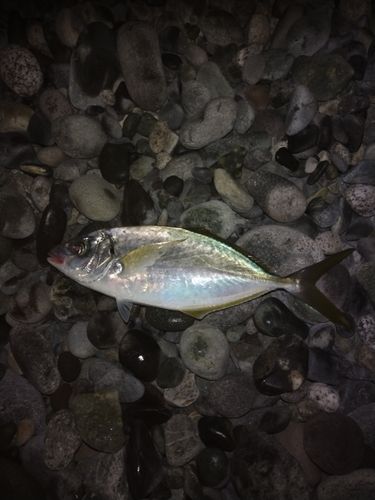 シマアジの釣果