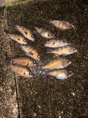 クロメバルの釣果