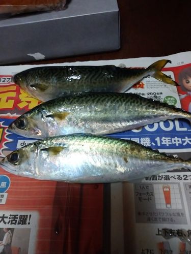 大黒海づり施設