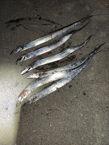 タチウオの釣果