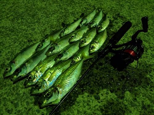 アジの釣果