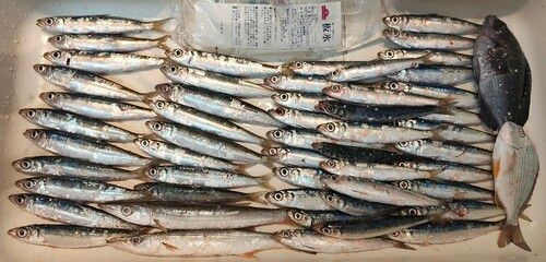 ウルメイワシの釣果