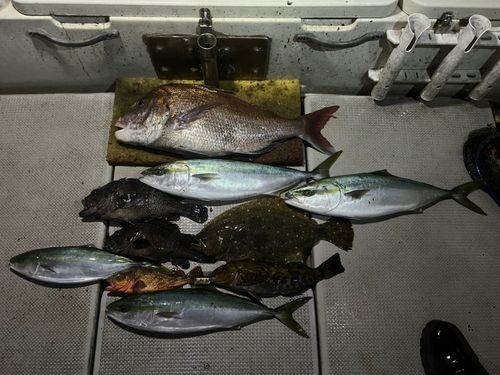 ヒラメの釣果