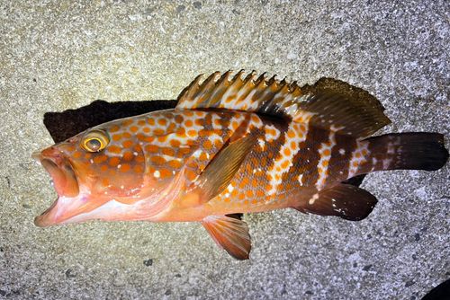 キジハタの釣果