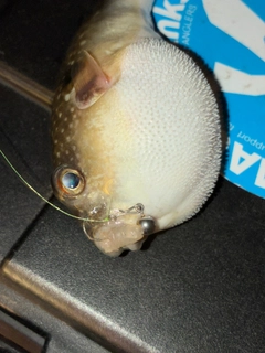 フグの釣果