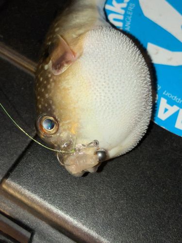 東京湾（アクアライン〜富津）