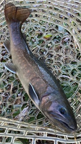 桂川フライルアー釣場