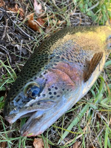 ニジマスの釣果