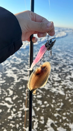 シタビラメの釣果