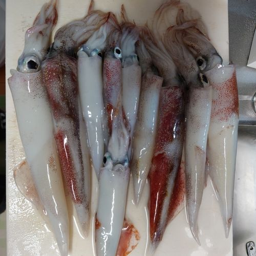 ヤリイカの釣果