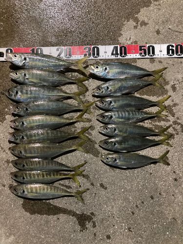 マアジの釣果