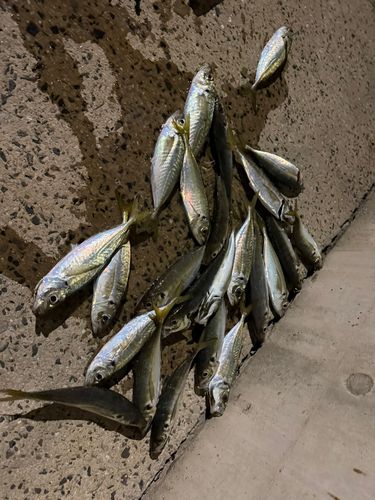 アジの釣果