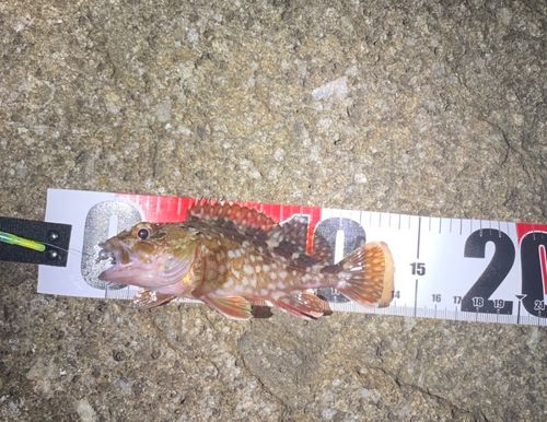 常滑りんくう釣り護岸