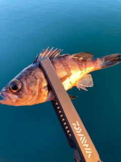 アカメバルの釣果