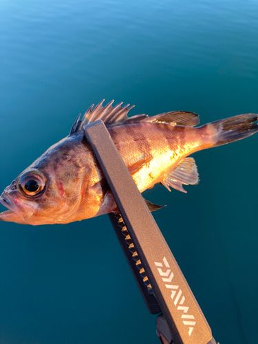 アカメバルの釣果
