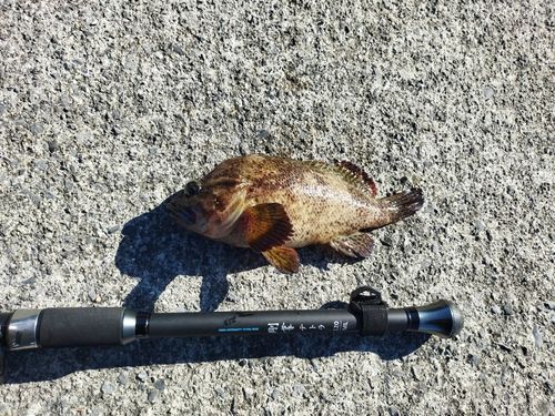 相馬港釣り桟橋